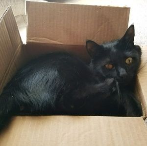 Meet your Posher, Chrissy